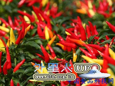 养生：花生 鱼类 辣椒秋季11种超补脑的黄金食物的图片