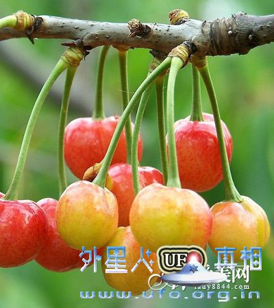 樱桃是女人的”补血果” 推荐9食谱 补血养颜的图片 第2张