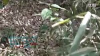世界UFO・UMA 未公开影像资料的图片